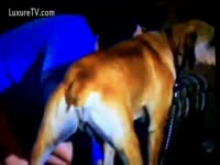 Bestiality Porn Video - Big brown doggy is in heat